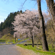 Cherry Blossom Outside of Denjiro