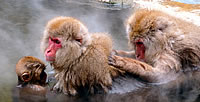Area View (monkeys in hot spring)