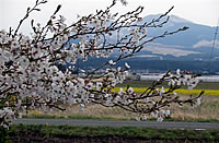 Cherry Blossoms, Area View