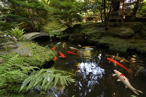 Koi Pond at Houshi Ryokan