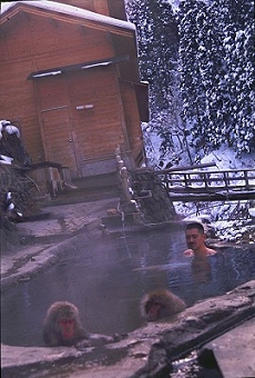 Monkeys Bathing in a Hot Spring Bath at Korakukan Jigokudani