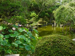 Japanese Garden at Chikurin-in Gumpo-en (courtesy of IL, CP, New Orleans, Louisiana, USA)