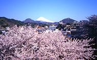 View of Mount Fuji from Kameya Ean Ryokan